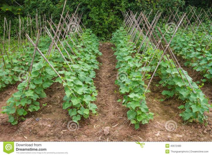 cucumber-farm-plant-growing-bamboo-scaffolding-45672480